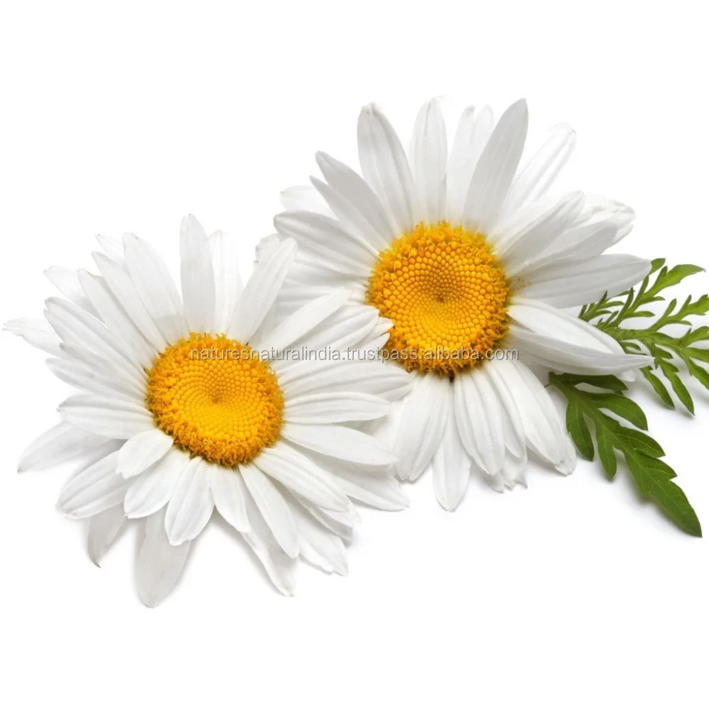 Chamomile German Blue Essential Oil