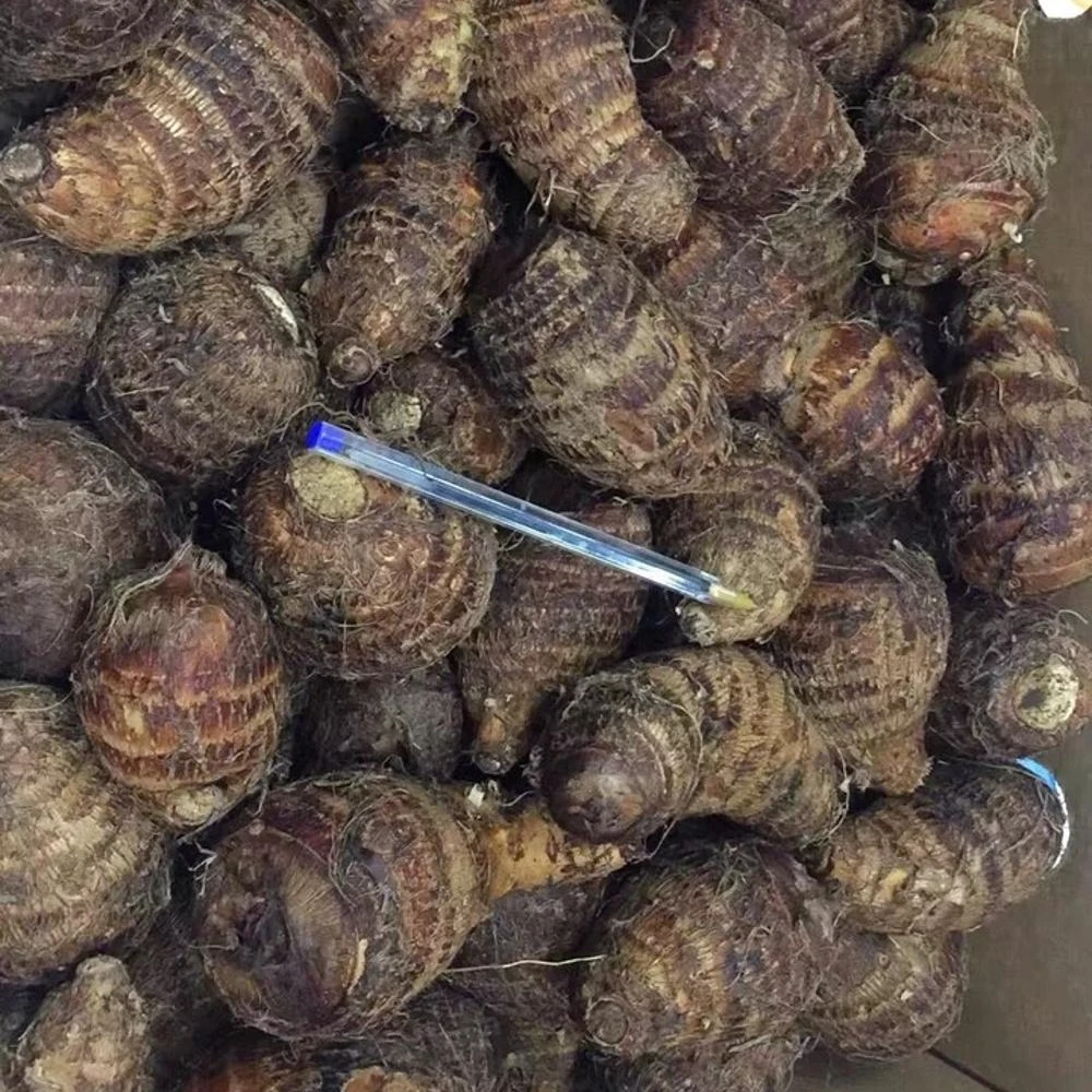  FRESH TARO-высокое качество из