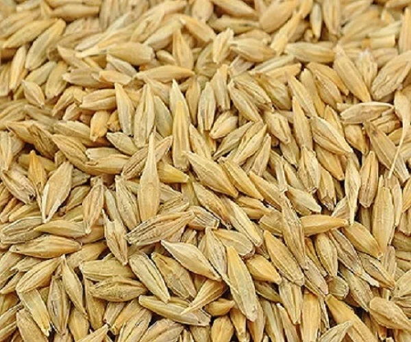 100% Feed barley For Animal Feed and Human Consumption
