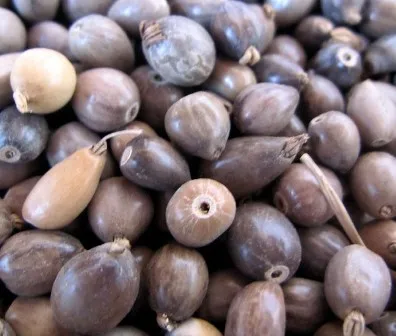 
COIX SEEDS export for buyer(Cell phone: +84-845-639-639 (Whatsapp)) 