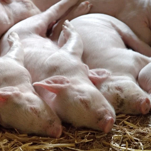 Feed Probiotics as foods for birds fishes pigs and piglets