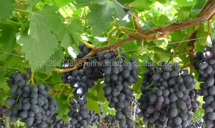 Seeded and Seedless Fresh Grapes