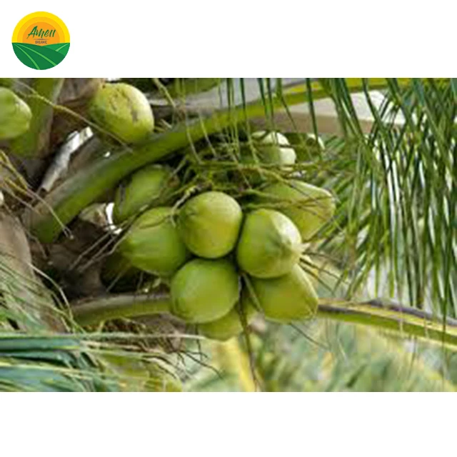 GLOBAL GAP COCONUT FOR STRICT MARKET