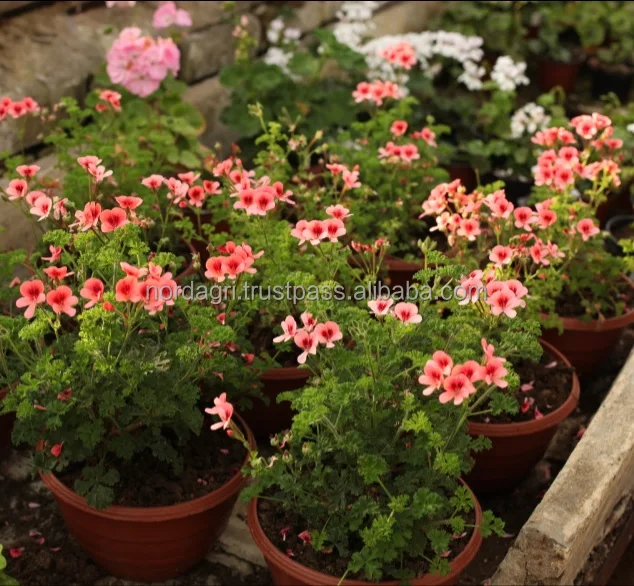 Home Garden peat moss substrate