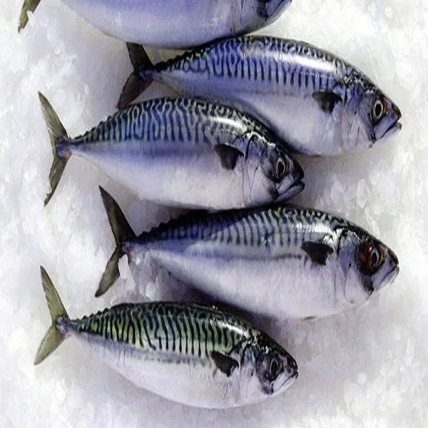 Original Frozen sea fish seafood pacific mackerel chub mackerel from Taiwan