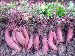 
Viet Nam Sweet Potato/ Purple Sweet Potato whatsapp 84 845 639 639 
