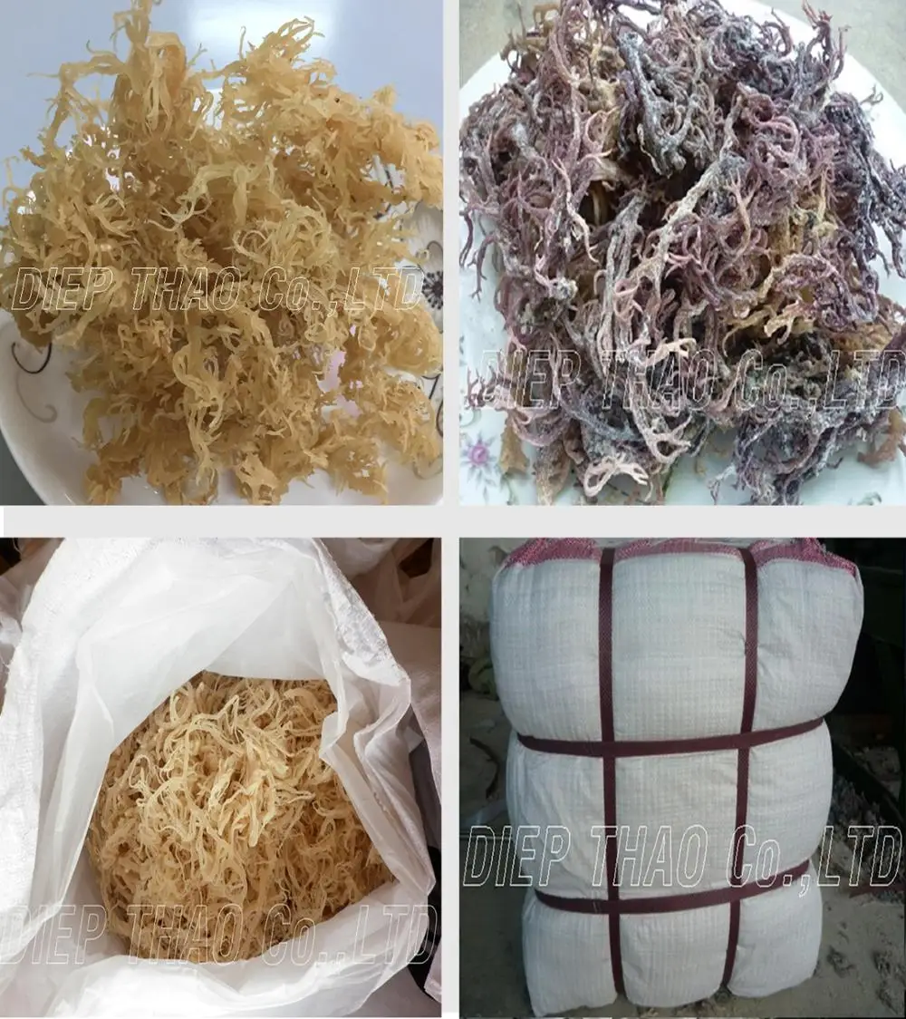 SEAMOSS/ IRISH MOS/EUCHEUMA COTTONII