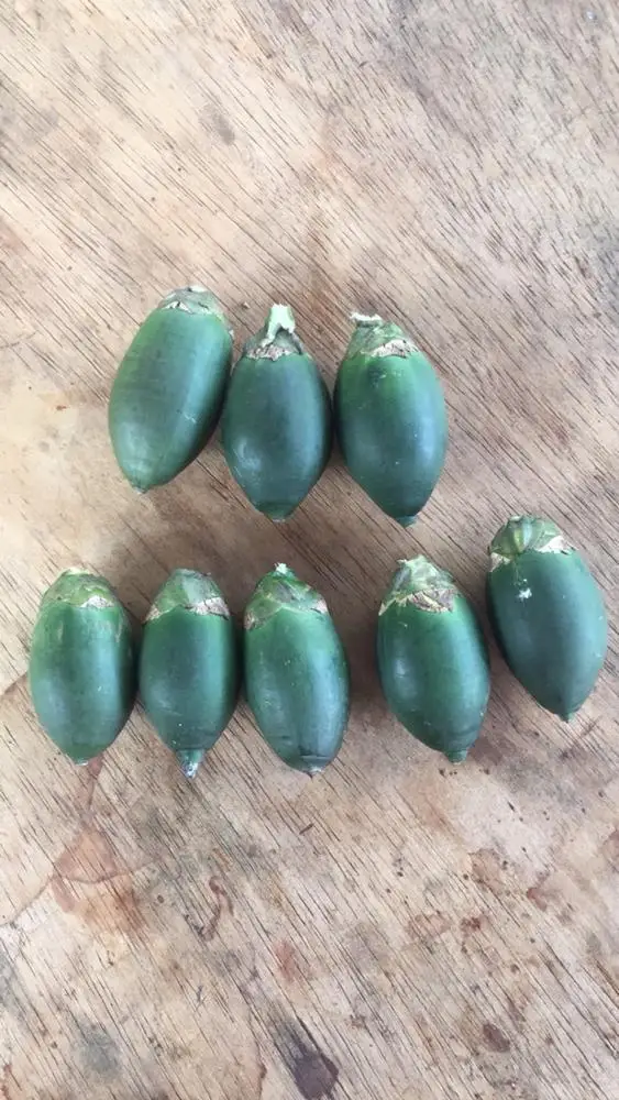 100% натуральные зеленые свежие орехи betel/орехи Areca из Вьетнама-самая конкурентоспособная цена-МС: Праздник whatsapp: + 84-845-639-654