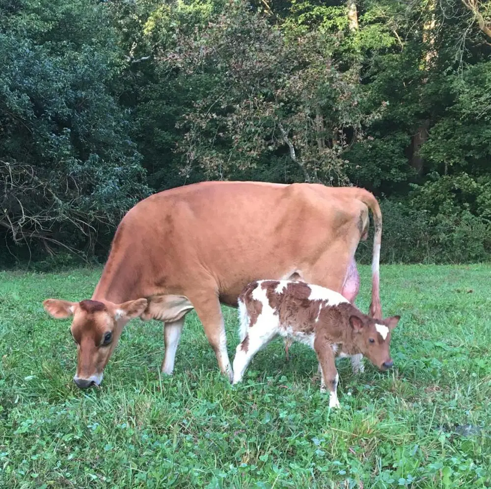 
Best Grade Of Jersey Cows 