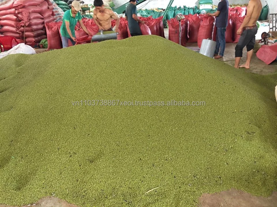 Высококачественная зеленая фасоль из Вьетнама в 2020 году