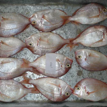Frozen Golden Threadfin Bream Fish