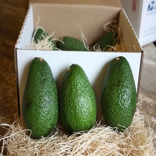
Fresh Avocados 