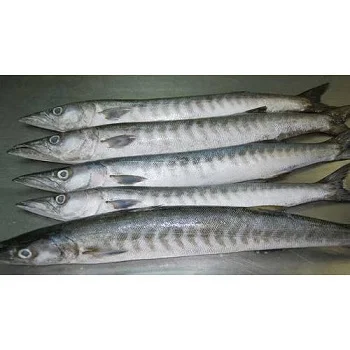 Frozen Whole Barracuda Fish