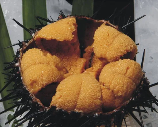 
sea urchin roe 