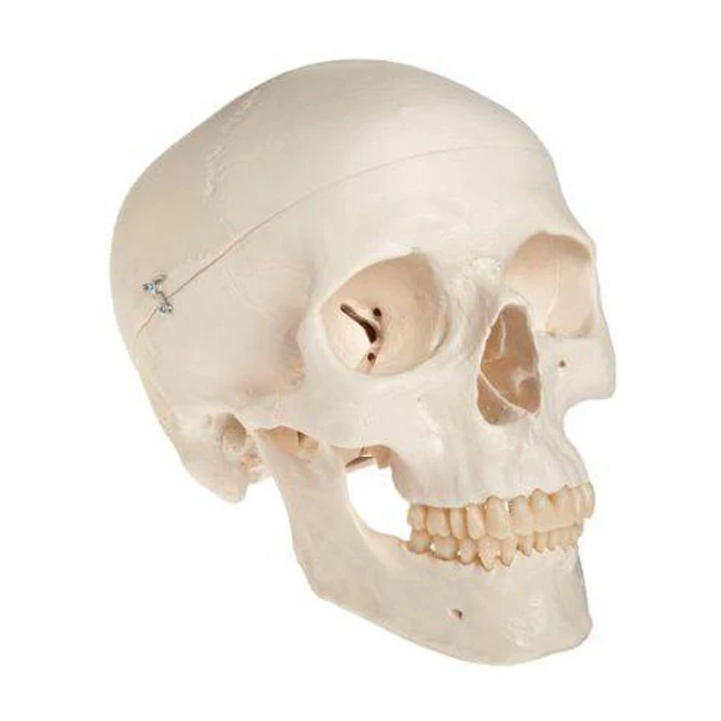PVC Plastic Adult Skull Model