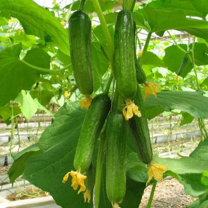 Высокопроизводительные гибридные мини-семена огурца для выращивания