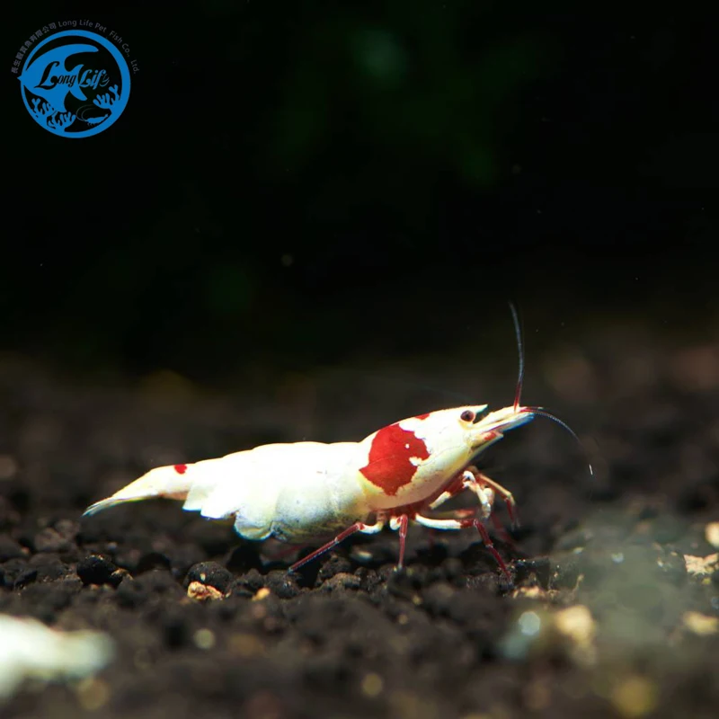 Crystal Red Shrimp high grade CBS decoration for Freshwater Aquarium