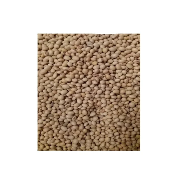 
Soybean Seed 
