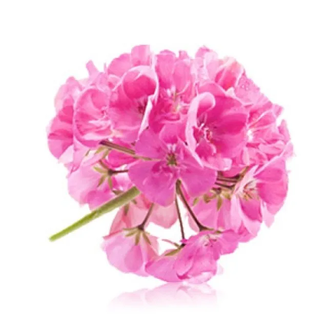 GMP certified High Quality Aromatherapy use Private Label With Customized Packaging 100% Pure and Natural Rose Essential Oil