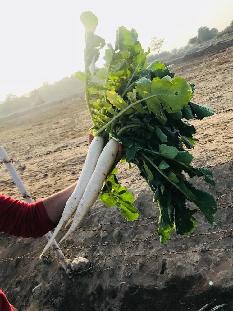 
Hybrid Radish Mino Early Long White Seeds 