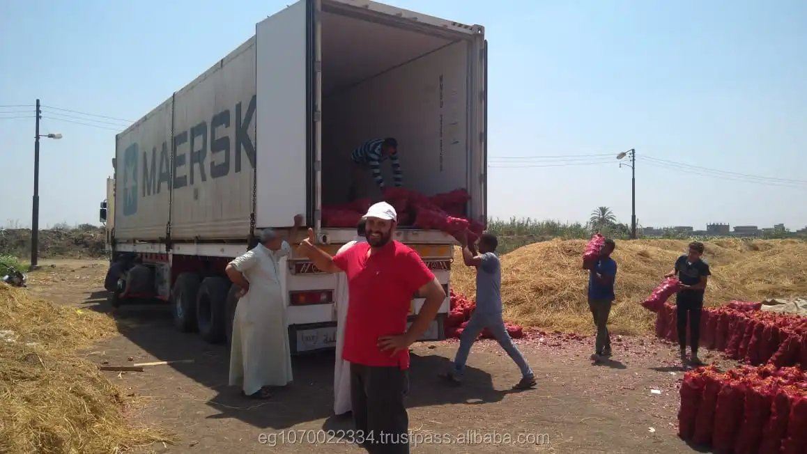 fresh red ONION , yellow onion , Egypt onion to Pakistan