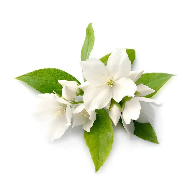 100% Organic Natural Jasmine Hydrosol Global Exporters to Hongkong / Singapore / Malaysia