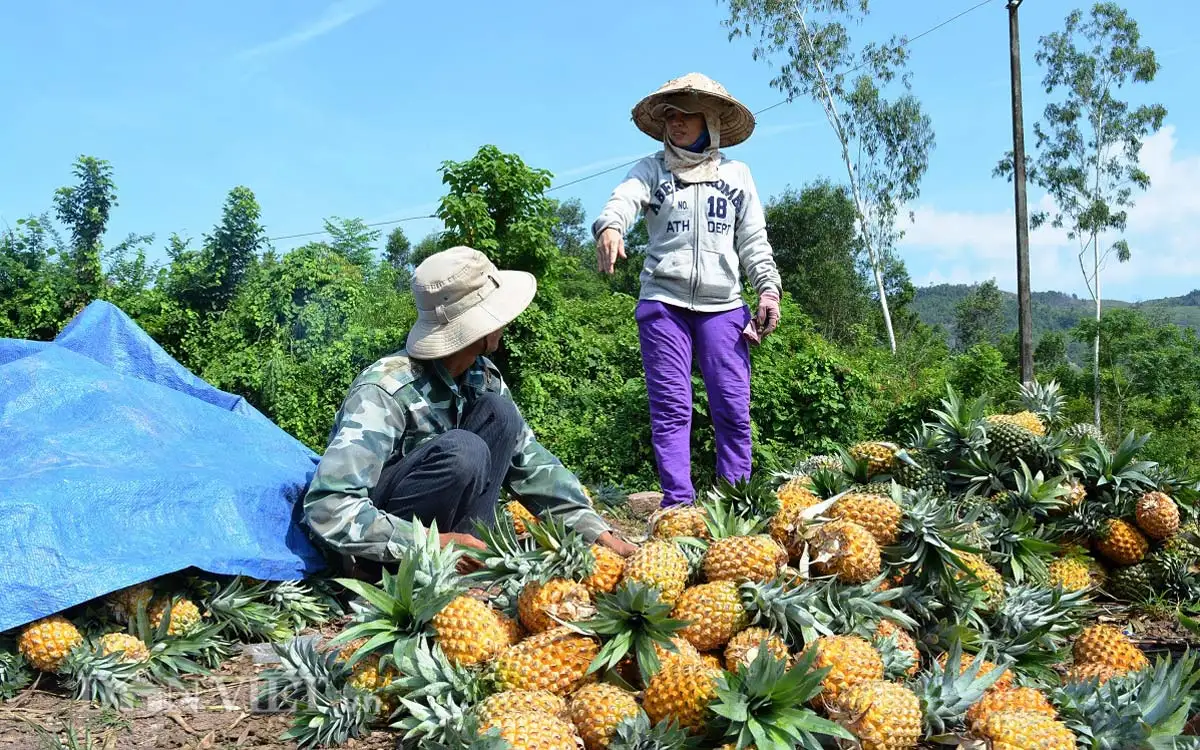 pineapple in harvest