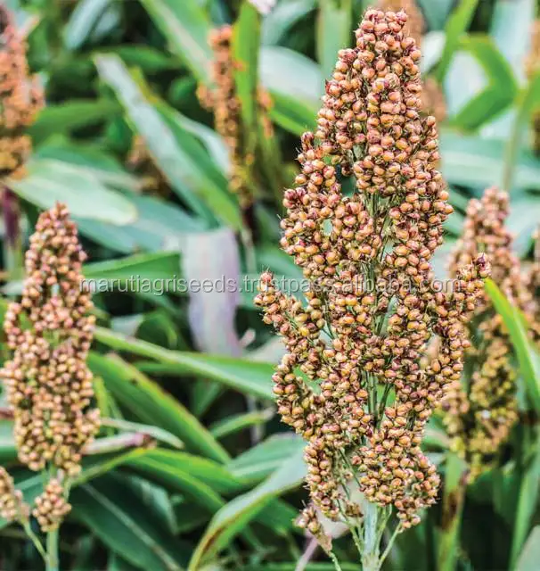 Sorghum Seeds For Indian