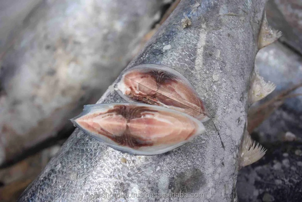 YELLOWFIN TUNA WHOLE ROUND (SEAFROZEN)