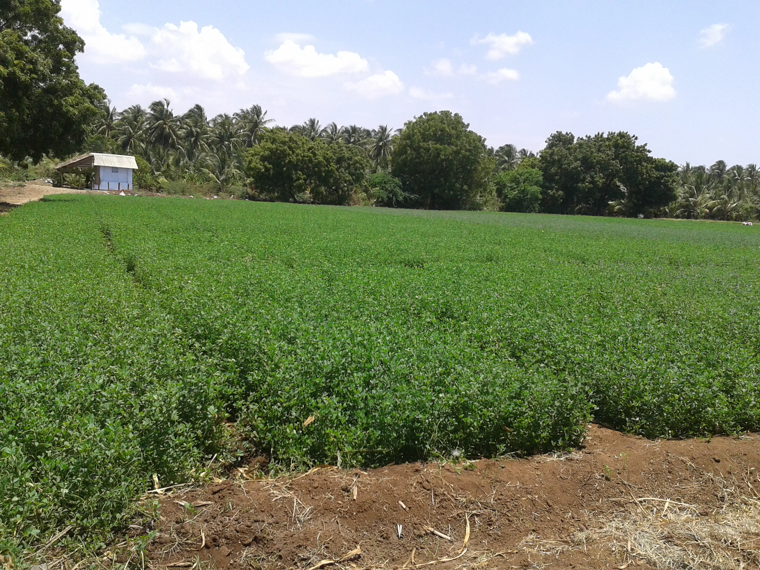 Есть в наличии тюки для сена Alfalfa...