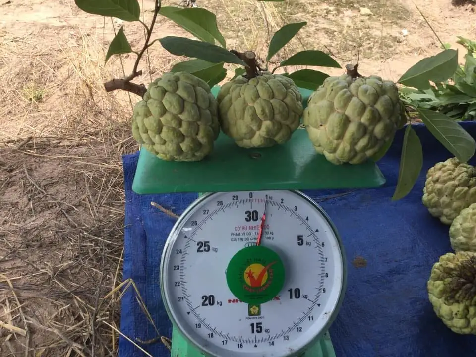 Свежие яблоки на заваре премиум-класса-тропические фрукты из Вьетнама // Mr Alexie (Whatsapp 84367585305)