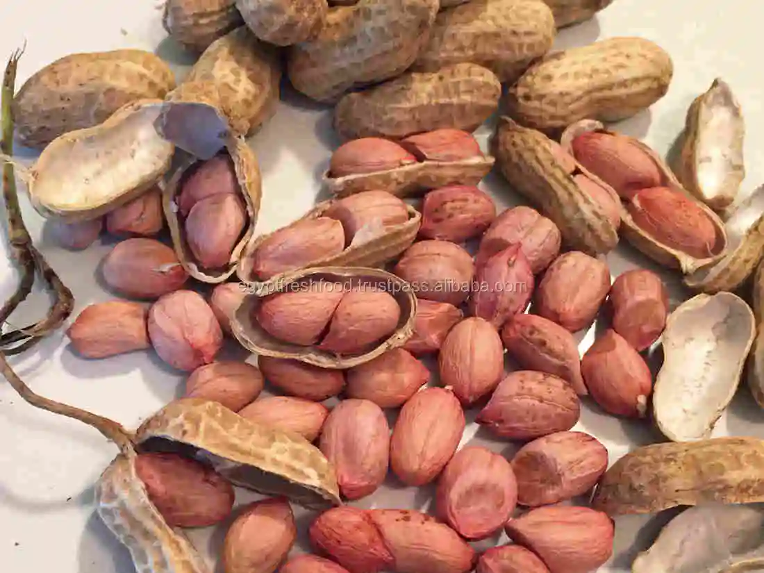 
wholesale peanuts in shell , fresh crop 2019 , high quality best price from Egypt 