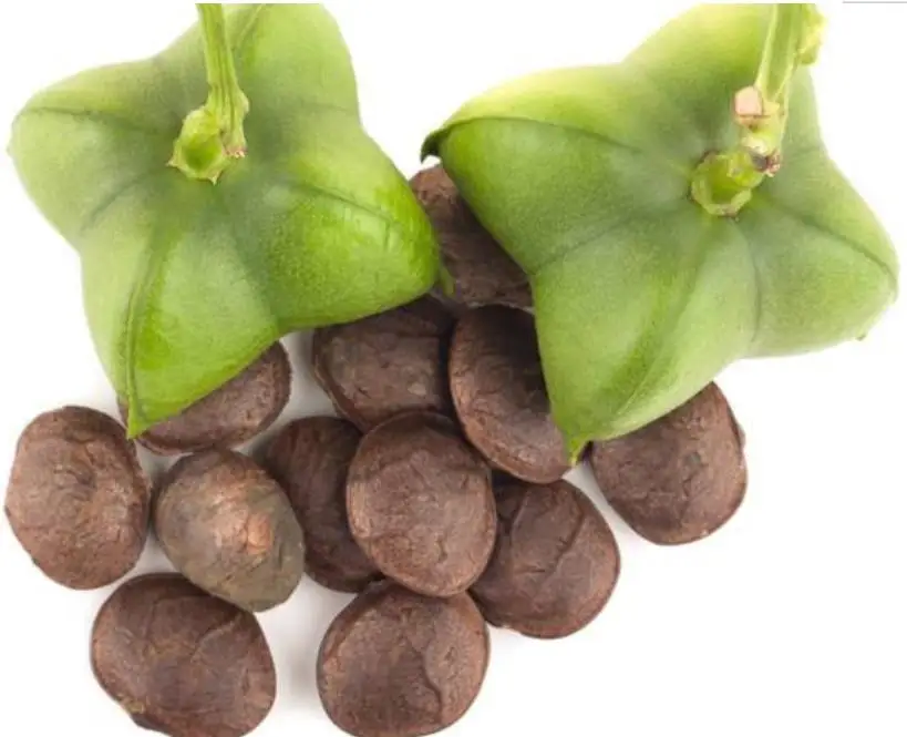 Yin jia guo High budding rate Chinese fruit sacha inchi seeds for sale