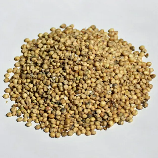 
Wholesale Seeds Of Ukrainian origin White Sorghum for Birds and Animals 