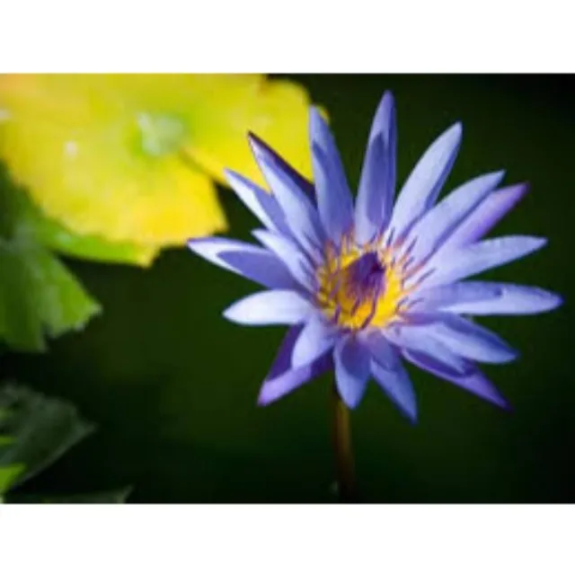 Традиционное индийское Парфюмерное масло с синим лотосом Attar