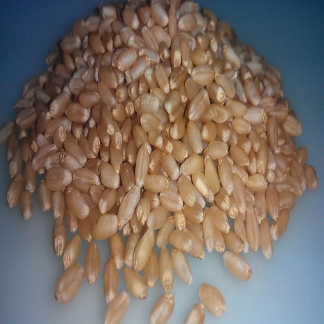 Indian Wheat Suppliers
