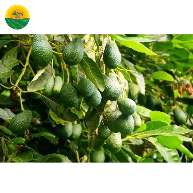 SWEET - HIGH QUALITY AVOCADO FOR EATING