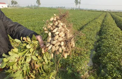 Хит продаж во Вьетнаме, арахисовое масло для импортеров/100% натуральное/Whatsapp: + 84 845 639 639