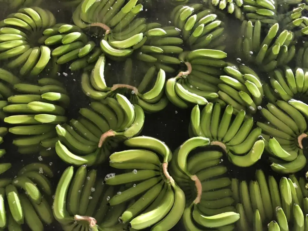  Вьетнамский свежий банан + 84984418844 whatsapp