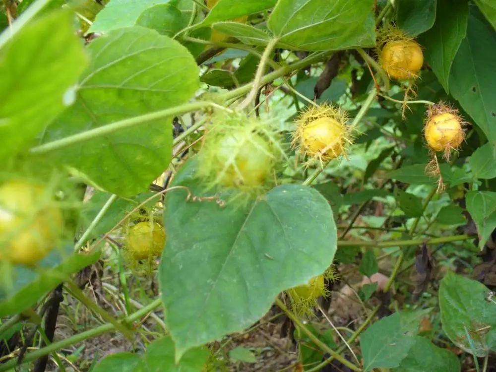 PASSIONFLOWER EXTRACT (Whatsapp: +84 845 639 639)