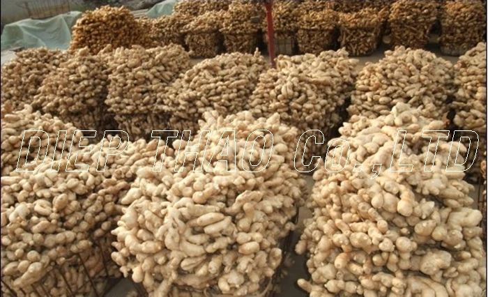 Свежий/сушеный/порошок имбиря вьетнамской фермы