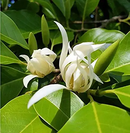 GMP Certified Pure And  Natural With High quality Champaca White Essential Absolute Oil