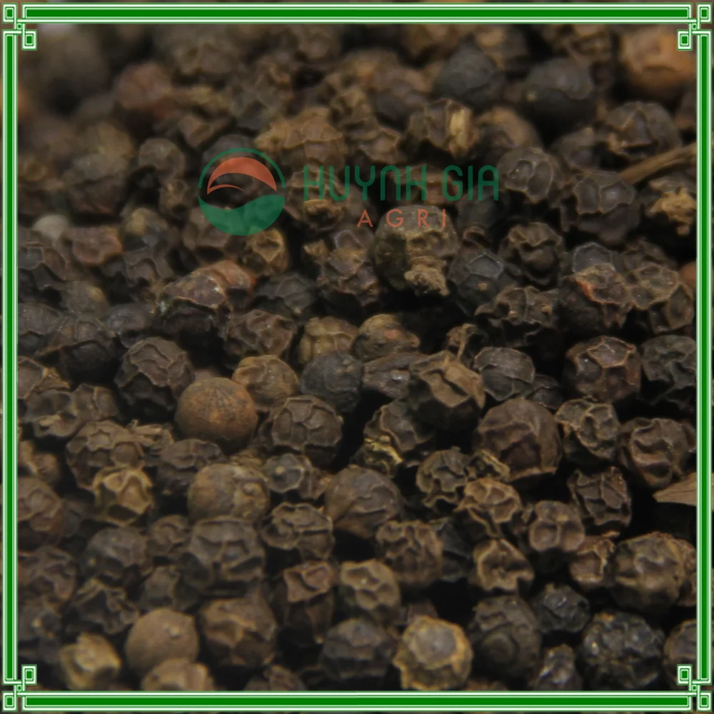 High Quality 50KG Vacuum Packed Vietnam Fresh Hand-Picked Black Pepper 550 GL/L From HUYNHGIA Manufacturer