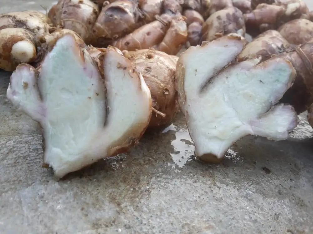FRES SAND GINGER FOR SALE from vietnam