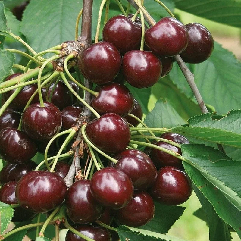 Quality Fresh Dark Red Cherries / Fresh Cherries Fruits Cheap Wholesales Price For Exportation