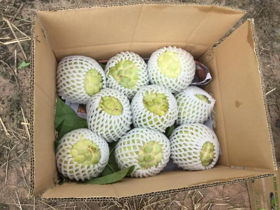 Свежие яблоки на заваре премиум-класса-тропические фрукты из Вьетнама // Mr Alexie (Whatsapp 84367585305)