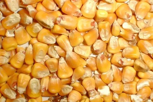 Yellow Maize For Animal Feed Grade