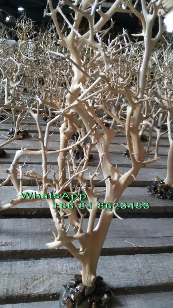 Aquarium Bonsai Driftwood