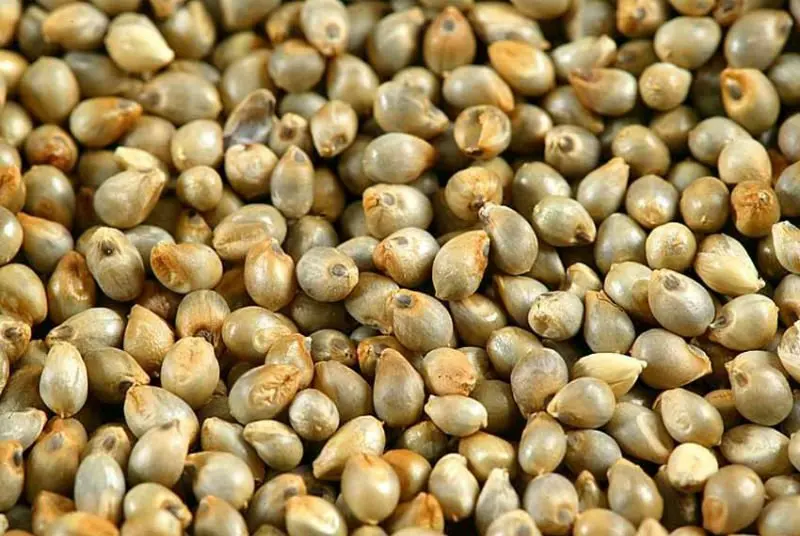 
COIX SEEDS export for buyer(Cell phone: +84-845-639-639 (Whatsapp)) 
