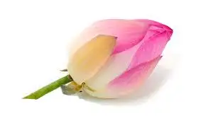 100% чистое и натуральное ароматическое масло Pink Lotus Attar высокого качества